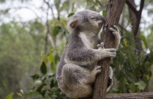 Koala Bär Brisbane Zoo