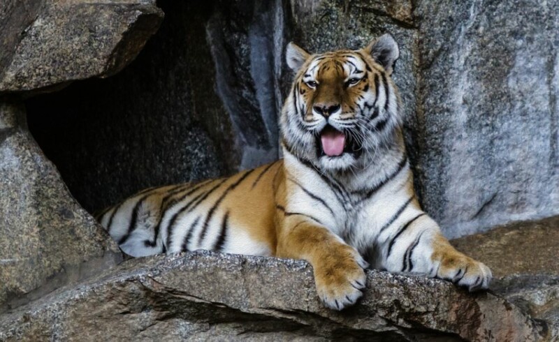 Berlin Zoo Tiger